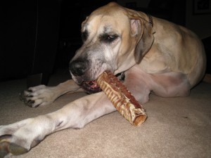 I Hereby Declare... A Beef Trachea for Every Tripawd!