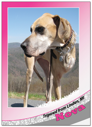 Tripawd Trading Cards... Collect Them All!