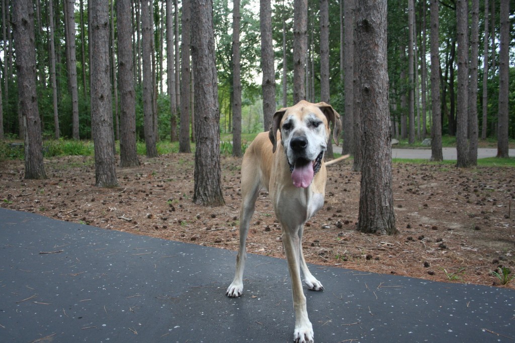 The Tripawd Times of Nova the Great Dane - The Inspiring Story of an ...